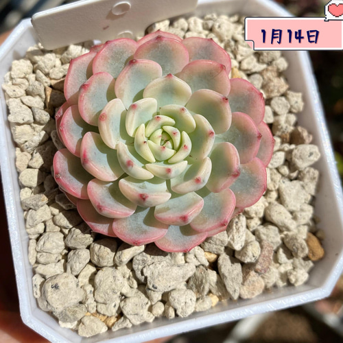 多肉植物 ☆ピンクミニマ 覆輪錦 超レア 韓国苗 多肉植物 多肉園 多肉植物 ☆ピンクミニマ 覆輪錦 超レア 韓国苗 多肉植物 多肉園