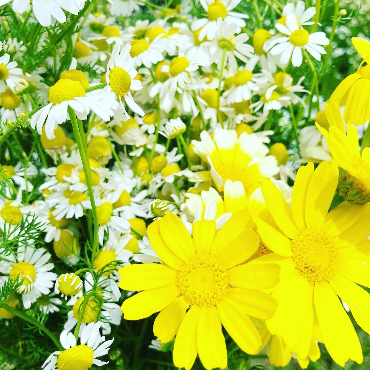 布ぞうり/ぬのっパ】alohaアロハ