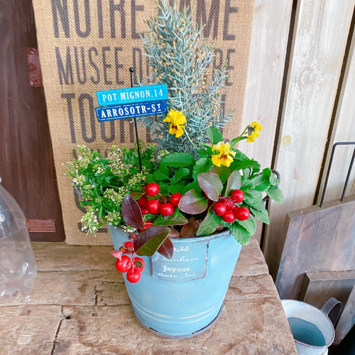 SALE♡水色系ブリキ鉢【サルフレア寄せ植え】チェッカーベリー