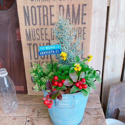 サワラ寄せ植え約30cm 青い鉢 サワラ寄せ植え約30cm 青い鉢 楽天市場