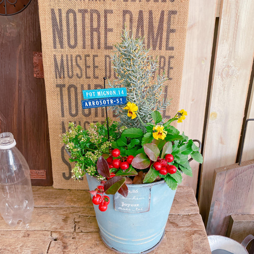 SALE♡水色系ブリキ鉢【サルフレア寄せ植え】チェッカーベリー