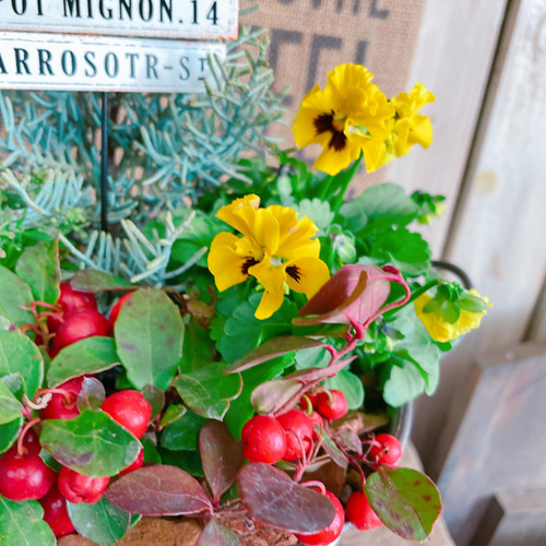 SALE♡白系ブリキ鉢【サルフレア寄せ植え】チェッカーベリー