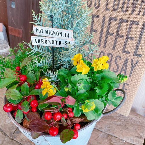 SALE♡白系ブリキ鉢【サルフレア寄せ植え】チェッカーベリー