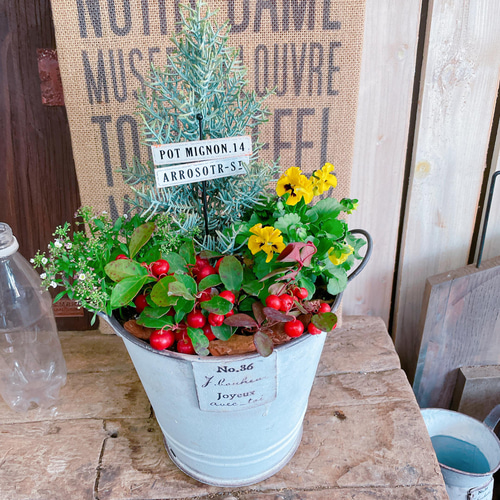 SALE♡白系ブリキ鉢【サルフレア寄せ植え】チェッカーベリー