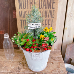 SALE♡白系ブリキ鉢【サルフレア寄せ植え】チェッカーベリー