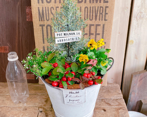 SALE♡白系ブリキ鉢【サルフレア寄せ植え】チェッカーベリー