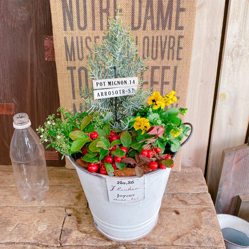 SALE♡白系ブリキ鉢【サルフレア寄せ植え】チェッカーベリー