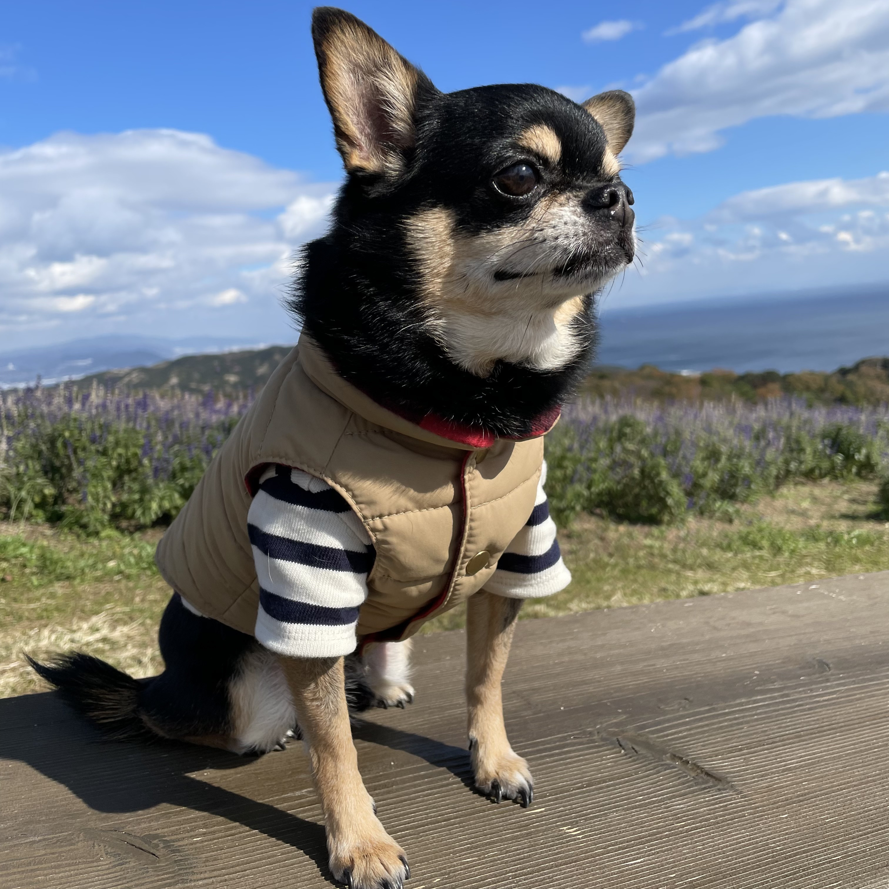 犬服　リバーシブルベスト　ベージュ