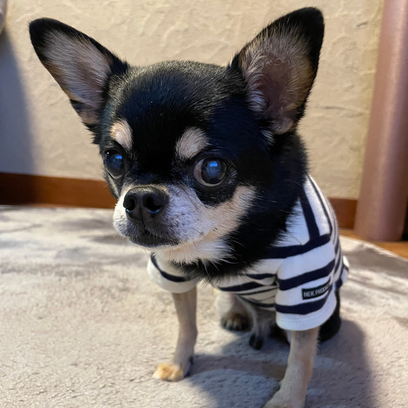 犬服　ボーダーTシャツ　キナリ×ネイビー 3枚目の画像
