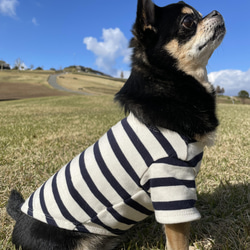 犬服　ボーダーTシャツ　キナリ×ネイビー 2枚目の画像