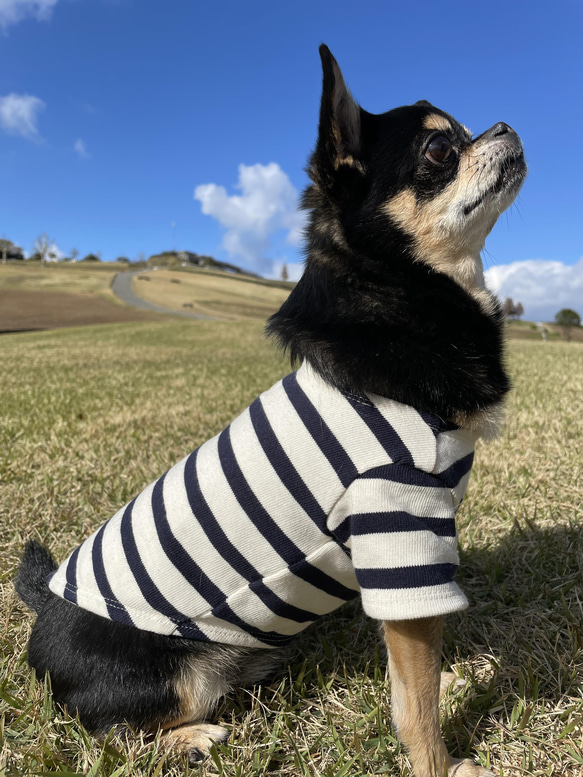 犬服　ボーダーTシャツ　キナリ×ネイビー 2枚目の画像