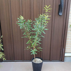 a15d0f48daa3b5fb382cb7f421fc4a