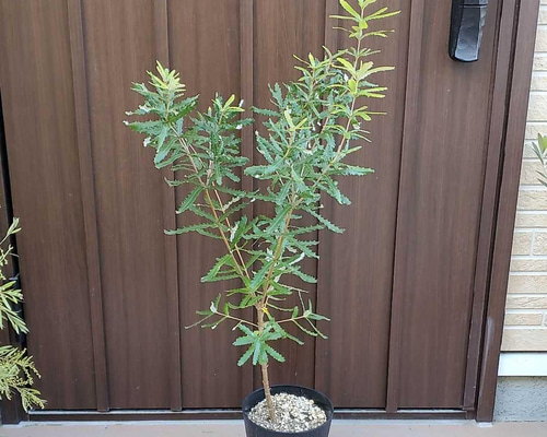 a15d0f48daa3b5fb382cb7f421fc4a