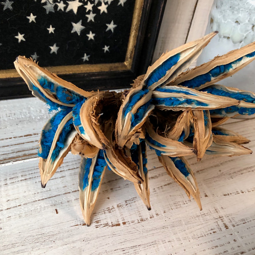 タビビトノキ 種子の宝石 7個咲き 不思議な木の実シリーズ ドライ