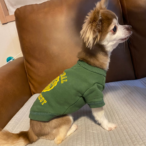 犬服 カレッジトレーナー グリーン ペット服・アクセサリー ネック