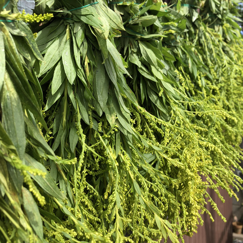 背高泡高草 10g×18袋 セイタカアワダチソウ その他インテリア雑貨 恵正