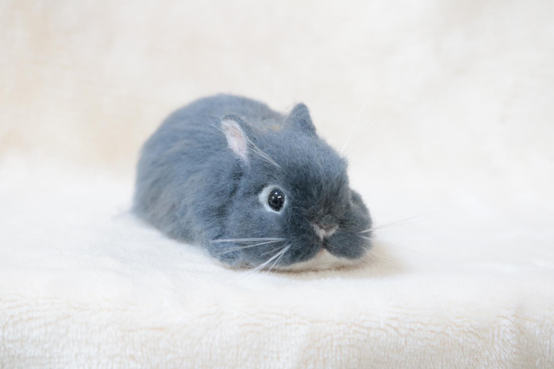 確認用　羊毛フェルト　うさぎ　ティモテ　ブルーオターorライラックオター