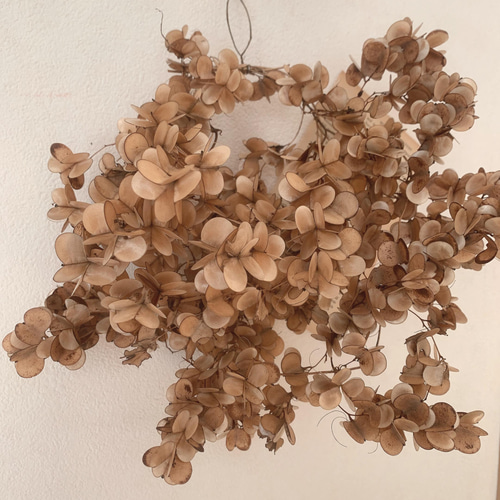 ドライフラワー 山芋の花殻のリース リース 葉つみ 通販 13215291