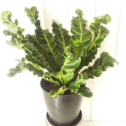 現品】希少種‼️アスプレニウム*コブラ‼️艶やか深緑 硬い葉 綺麗な葉