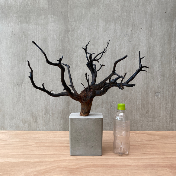 【 コンクリート盆栽 】 流木 木 オブジェ ディスプレイ 高級感 スタイリッシュ インテリア アート アクセサリー 7枚目の画像