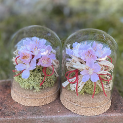 パンパスグラスとソーラーアネモネのドライフラワースワッグ ドライ