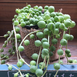 グリーンネックレス♡垂れ下がり♡可愛い多肉植物♡ 9枚目の画像