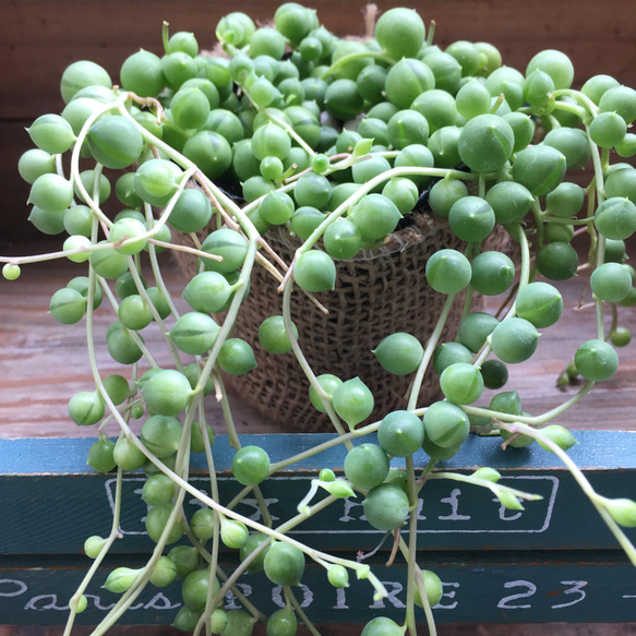 グリーンネックレス♡垂れ下がり♡可愛い多肉植物♡ 2枚目の画像