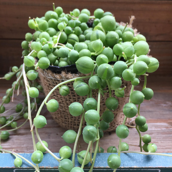 グリーンネックレス♡垂れ下がり♡可愛い多肉植物♡ 1枚目の画像