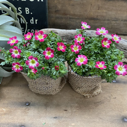 2個セット♡雲間草ピンク♡こんもり丸型♡寒さに強い♡ガーデニング 6枚目の画像