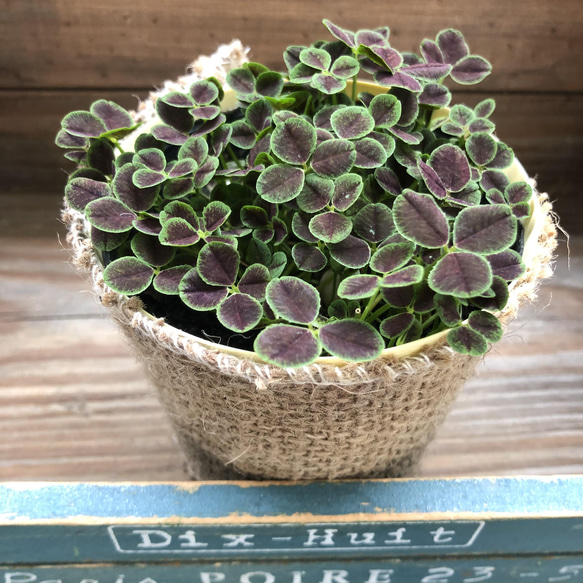 幸せのクローバー♡四つ葉のクローバー♡ガーデニング♡観葉植物♡ 13枚目の画像