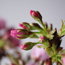 【送料無料】旭山桜｜白いうつわ（受け皿セット） 7枚目の画像