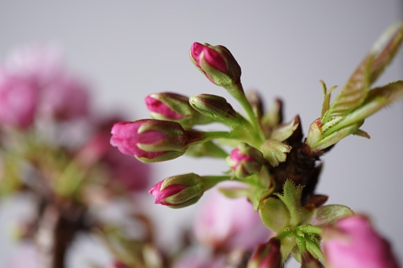 【送料無料】旭山桜｜白いうつわ（受け皿セット） 7枚目の画像