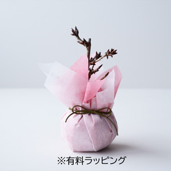 【送料無料】旭山桜｜白いうつわ（受け皿セット） 12枚目の画像