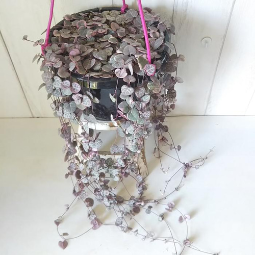 現品】ハートカズラ【レディハー】 6号吊り鉢 可愛い葉っぱの観葉植物