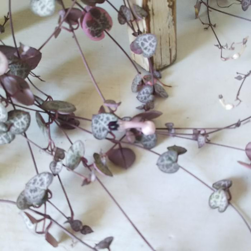 現品】ハートカズラ【レディハー】 6号吊り鉢 可愛い葉っぱの観葉植物