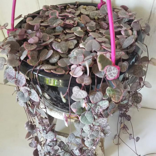 現品】ハートカズラ【レディハー】 6号吊り鉢 可愛い葉っぱの観葉植物