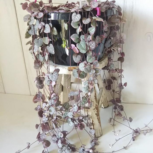 現品】ハートカズラ【レディハー】 6号吊り鉢 可愛い葉っぱの観葉植物