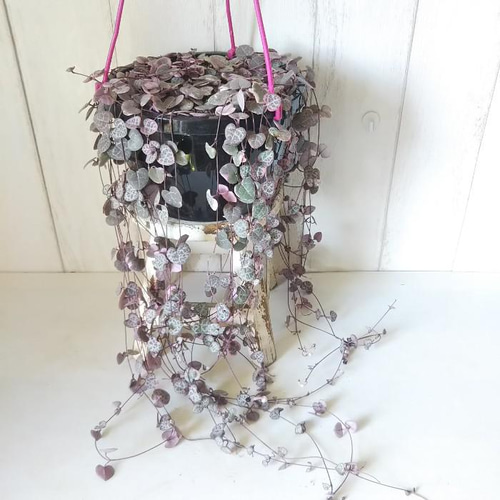 多肉植物✿ハートカズラ 現品】ハートカズラ【レディハー】 6号吊り鉢 可愛い葉っぱの観葉植物