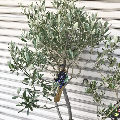 オリーブの木 Oli-me（オリーミー） ネバディロブランコ