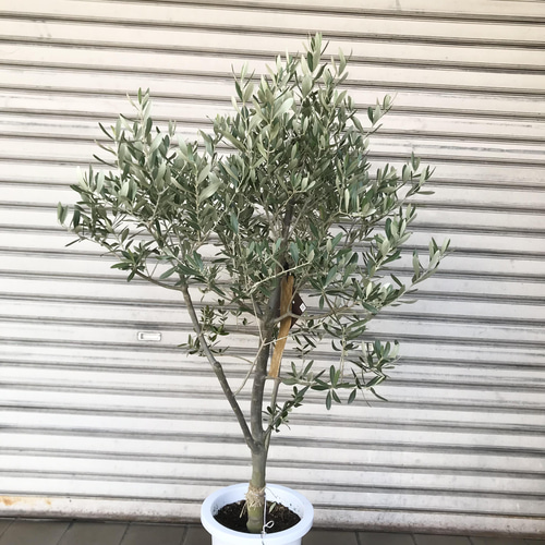 オリーブの木 Oli-me（オリーミー） ネバディロブランコ