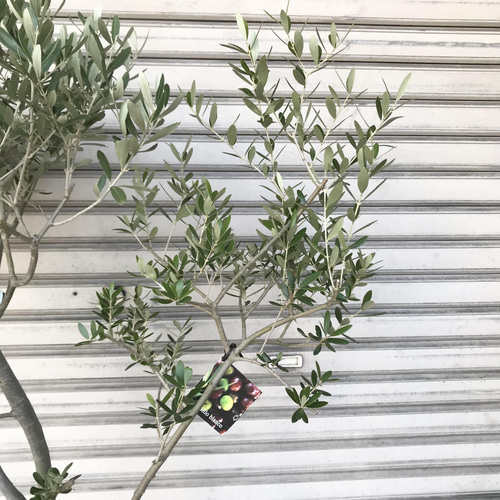 創樹　オリーブ　オリーミー　接木　チプレシーノ　ネバディロブランコ　8番 別注品】オリーミー シプレッシーノ×ネバディロブランコ 創樹 オリーブ