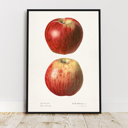 アップル / アートポスター イラスト ミニマル 果物 フルーツ レッド 赤 アートプリント リンゴ 林檎 1枚目の画像