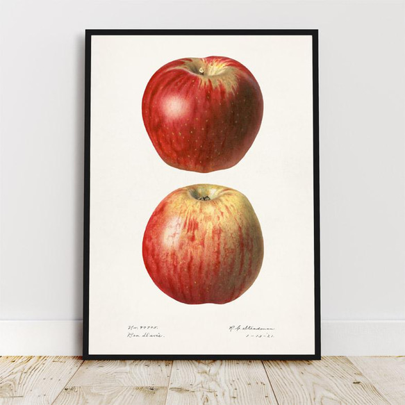アップル / アートポスター イラスト ミニマル 果物 フルーツ レッド