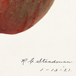 アップル / アートポスター イラスト ミニマル 果物 フルーツ レッド 赤 アートプリント リンゴ 林檎 4枚目の画像