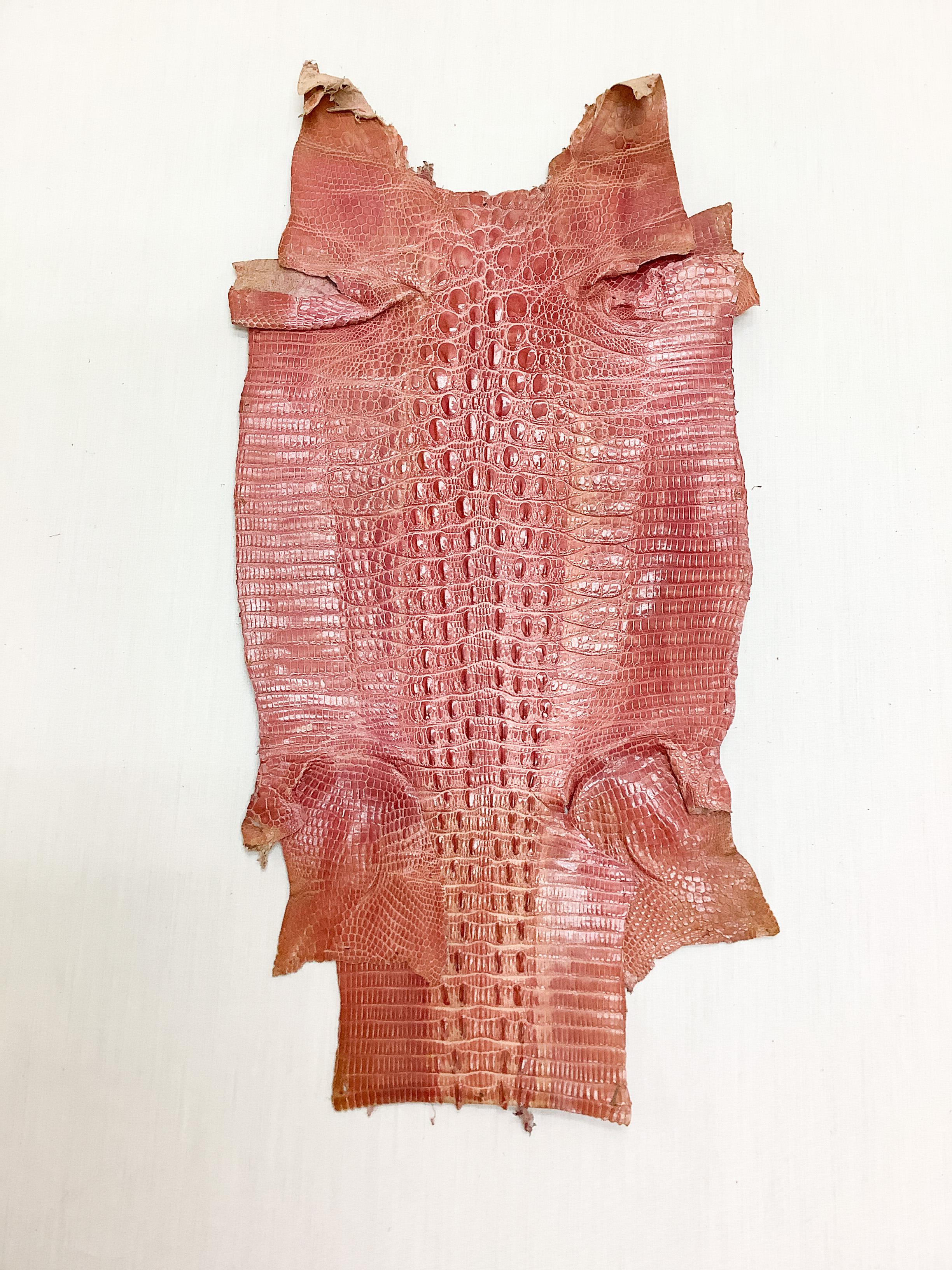 ジャクルシー　ワニトカゲ　カイマントカゲ　ピンク　ツヤ有り