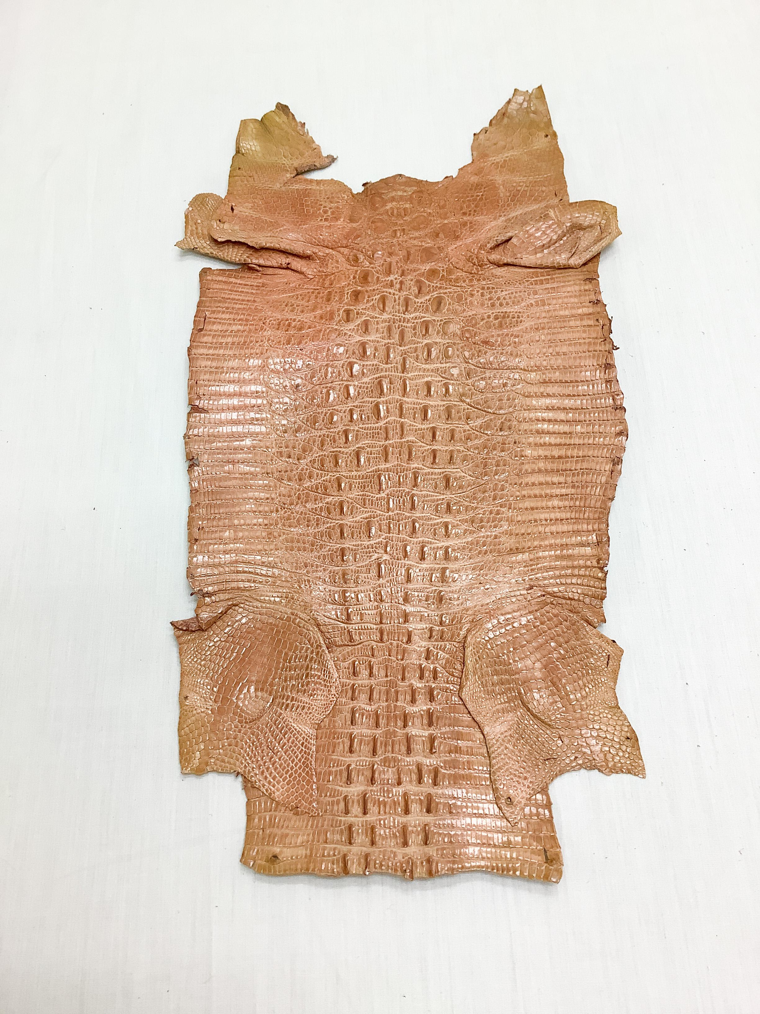 ジャクルシー　ワニトカゲ　カイマントカゲ　ベージュ　ツヤ有り