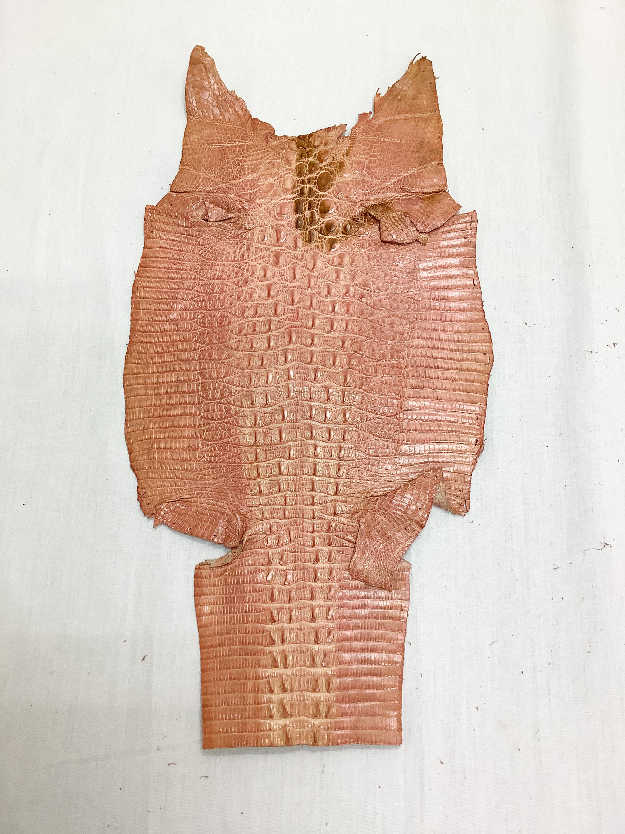 ジャクルシー　ワニトカゲ　カイマントカゲ　ベビーピンク　ツヤ有り 6,160円