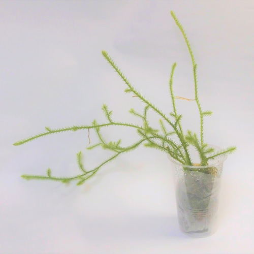 ヒカゲノカズラご予約ページ