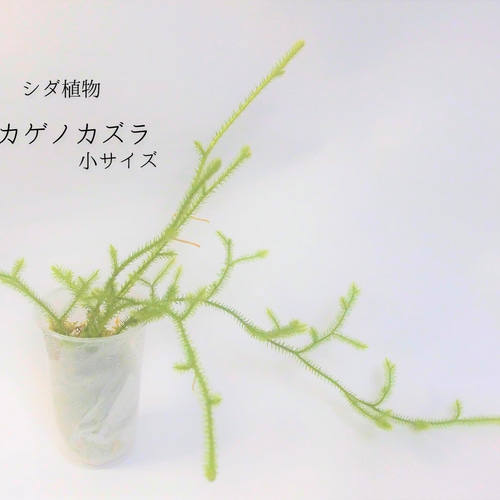 ヒカゲノカズラ　ご予約 ヒカゲノカズラ フレッシュ 80サイズ - メルカリ