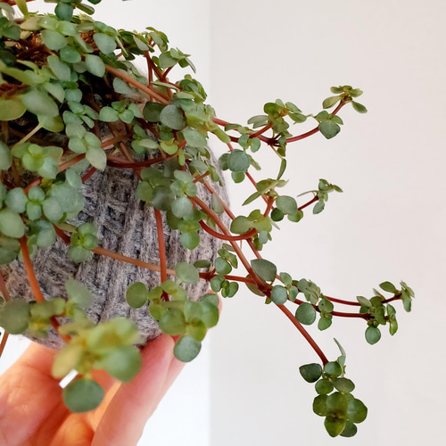 苔玉ハンギング】ピレア・グラウカ・グレイシー② その他インテリア 